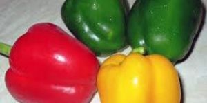 Fresh Capsicum