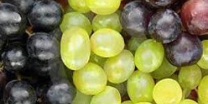 Fresh Grapes