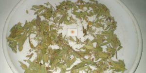 Rasna Leaf {vanda Rxburghi}