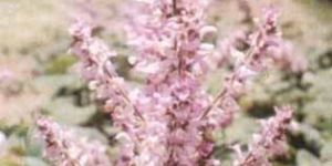 Clary Sage Oil