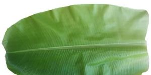 Banana Leaf