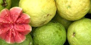 Guava Fruit