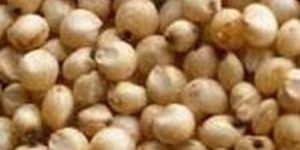 Sorghum
