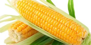 Yellow Maize