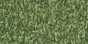 Fennel Seeds