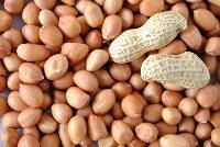 HPS Groundnut Kernels