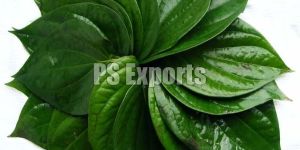 Fresh Betel Leaves