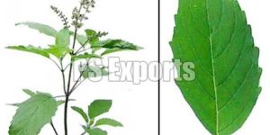 Fresh Tulsi Leaves
