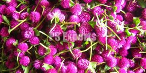 Fresh Vadamalli Flowers