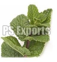 Mint Leaves
