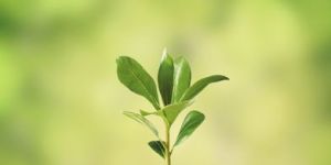 Business Setup Services