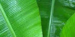 Banana Leaves
