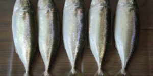 Mackerel
