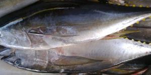 Yellowfin Tuna