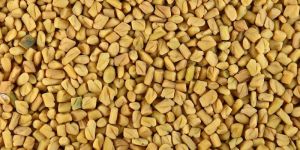Fenugreek Seeds