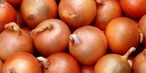Big Red Onion