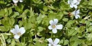 Bacopa Monnieri Extract