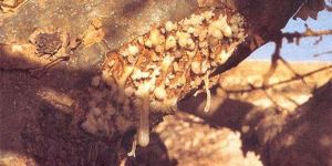 Boswellia Serrata Gum Extract