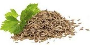 Cuminum Cyminum Extract