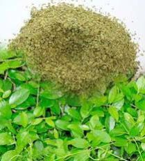 Gymnema Sylvestre Extract