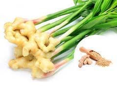 Zingiber Officinale Extract