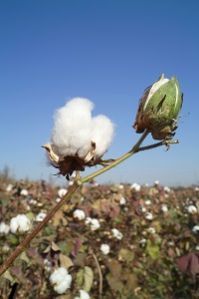 Cotton