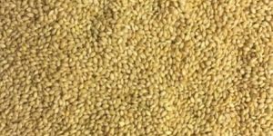 Yellow Millet