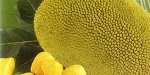 Fresh Jackfruit