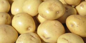 Fresh Potato