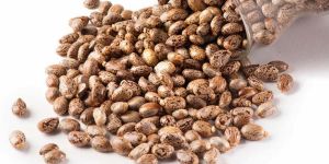Castor Bean Seeds