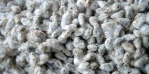 Cotton Seeds