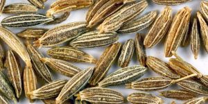 Cumin Seeds