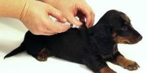 Veterinary Vaccines
