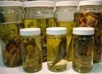 Zoological Specimens