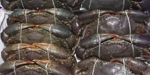 Live Mud Crab Male and Female