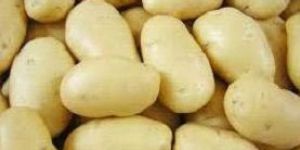 Fresh Potato