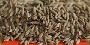 Jeera/ Cumin