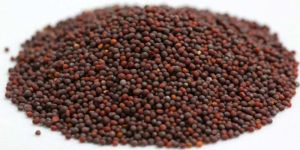 Mustard Seeds
