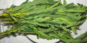 Hummingbird Tree Leaves