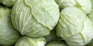 Fresh Cabbage