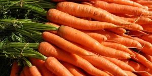Fresh Carrots