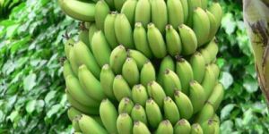 Fresh Green Banana