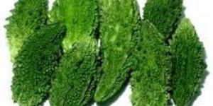 Bitter Gourd