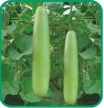 Bottle Gourd