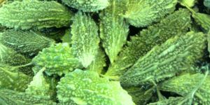 Fresh Bitter Gourd