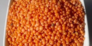 Masoor Dal