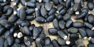 Jatropha Seeds