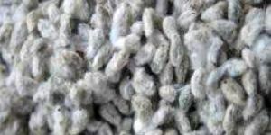 Cotton Seeds