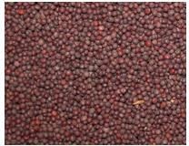 Mustard Seeds