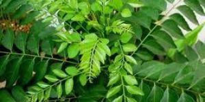 Curry Leaves